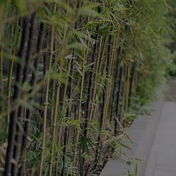 photo of bamboo plants